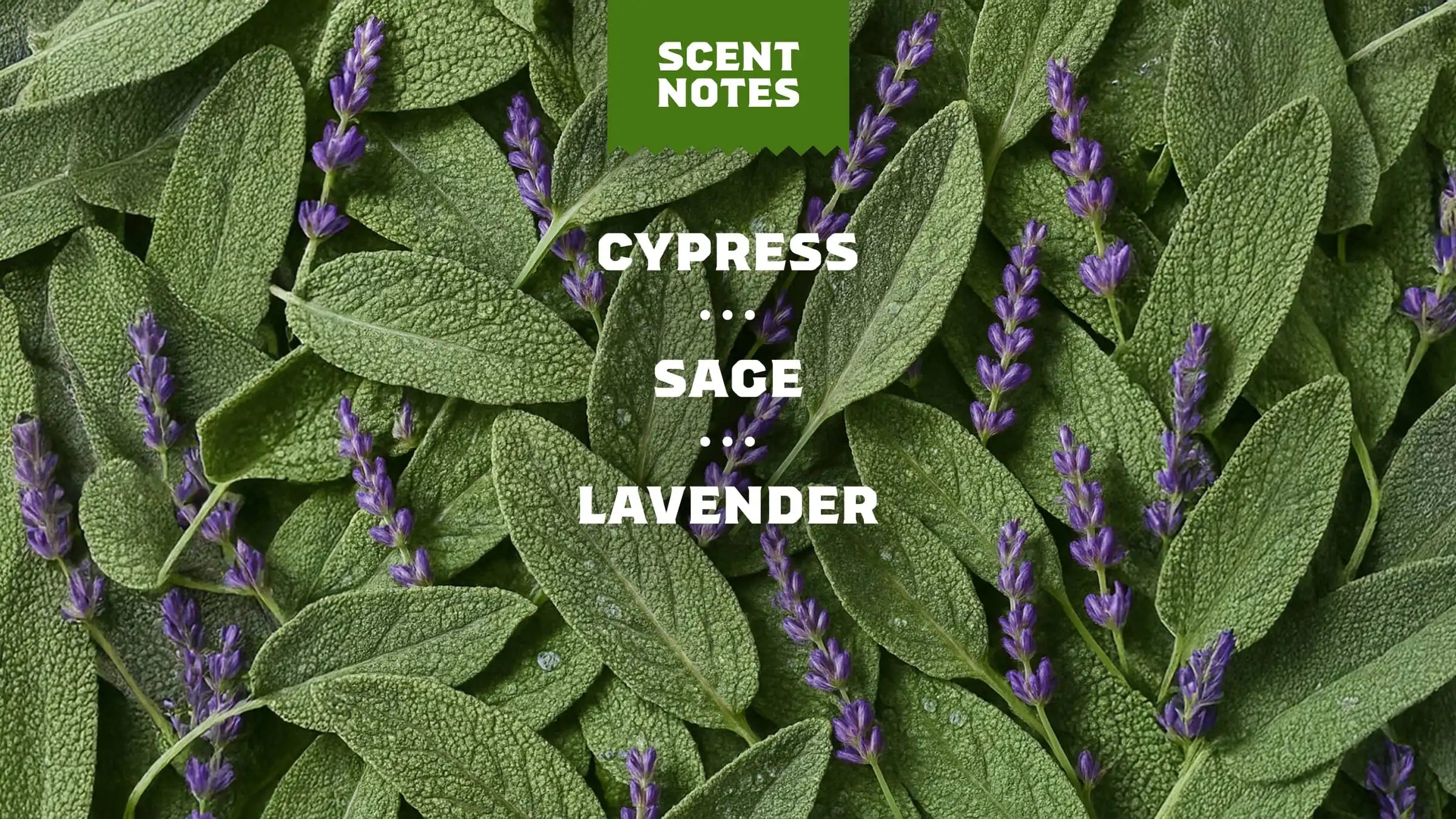 Alpine Sage